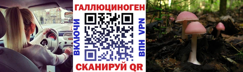 купить  цена  Стародуб  Галлюциногенные грибы Cubensis 